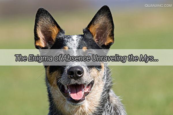 The Enigma of Absence Unraveling the Mystery of Why We Cant Find Our Beloved Dog